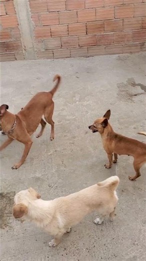 #malinois #live #animals #chihuahua #dog #motivation #puppy #viral #shortvideo