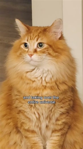 The Triangle vs. The Universe | Walter The Cat