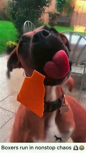 Crazy Boxers fueled by endless chaos with no off s