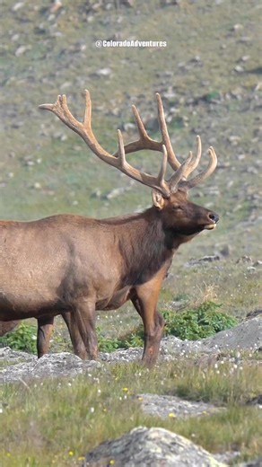 490K views · 5.3K reactions | Have you ever seen or heard a bull elk hiss? He is too far away from me to hear it, but this is what it looks like. It's a sign of aggression towards another bull. #bullelk #wildlifeonearth #coloradoadventures #wapiti #natgeowild #ColoradoWildlife #Colorado #natgeo #animals #rmnp | Colorado Adventures | Facebook