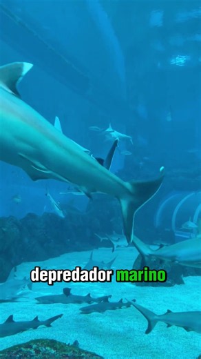 The Hammerhead Shark's Secret Sixth Sense