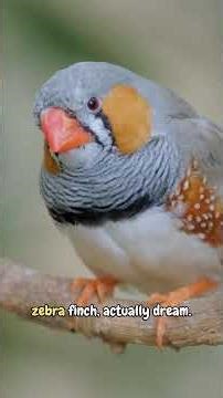 Can You Beat a Chimp at This Memory Game? 🐒 #cuteanimals #animalsforkids #nature