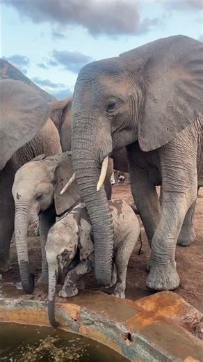 Elephant Mum Tumaren Calmly Handles a Baby Crisis | Sheldrick Wildlife Trust
