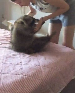 blind girl plays with cat | raccooncore