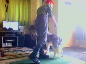 Teach your Dog to Walk Sideways ( In depth )