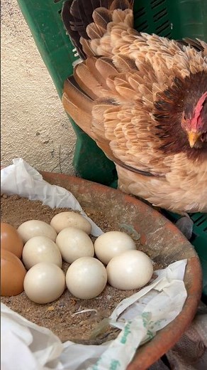 How a Hen Carefully Sits on Her Eggs – Amazing Nature!🐓