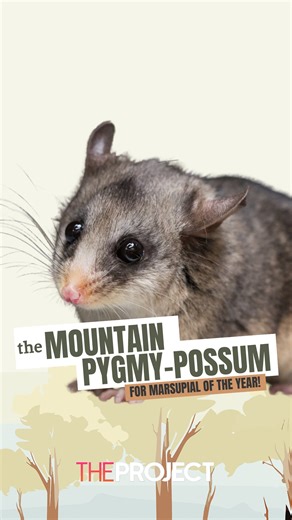 6.6K views · 21 reactions | The theme song the Mountain Pygmy-Possum needs. | The Project | Facebook