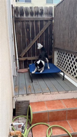 Mal the Rescue Border Collie on Instagram: "menacing threatening dog #bordercollie #rescuedog #puppy #zoomies"