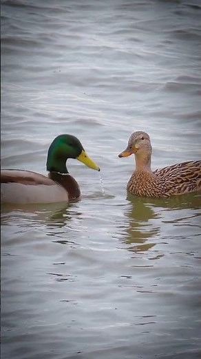 Mallard Courtship Display: Real Wildlife Behavior 🌾💕 #Life #Wildlife #Nature