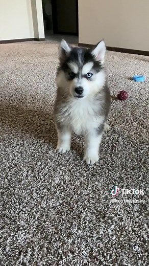 Adorable Husky Puppy Compilation