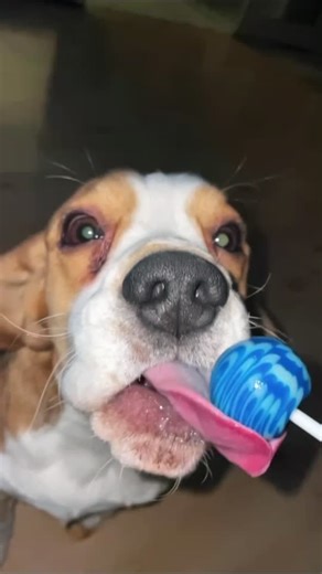 Beagle Chewing Colorful Lollipop in Cozy Indoor Setting