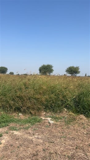 Hunting adventure on Instagram: "Fox anmils hunting 🦊 #fox #animals #hunting"