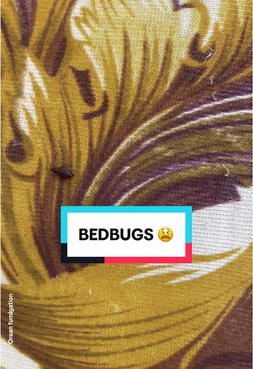 Expert Bedbug Extermination Services in Uganda