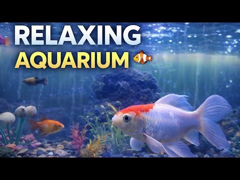 Relaxing Aquarium Fish 🐠 | Calm Water Sounds for Stress Relief & Sleep