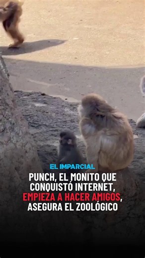 ¡Punch, el monito que conquistó internet, ahora está haciendo nuevos amigos en el zoológico! 🐒💛 Según Ichikawa Zoo, Punch ya no es “regañado” por sus compañeros y se divierte jugando con los monitos bebés. En las imágenes lo vemos siguiendo a un monito más grande por todo el recinto. ¿Cuál es tu momento favorito de Punch? ¡Cuéntanos en los comentarios! 👇 🎥: Fort Worth Zoo via Storyful #PunchTheMonkey #Monitos | EL IMPARCIAL