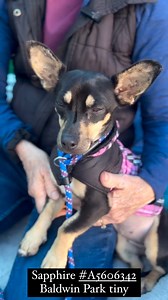 😍Min Pin mix cuties😍 Came in with (brother) #A5606341Came in with (sister) #A5606342Came in with (sister) #A5606344Came in with (mom) #A5606345 #A5606339 I don’t have a name yet and I’m approximately 1 years old female chihuahua sh. I have been at the Baldwin Park Shelter since January 31, 2024.Breed. CHIHUAHUA SH/ Min PinSex. FemaleAge. 1 yearsSpayed/Neutered. UnknownStatus. STRAY WAITMedical StatusLocation. BaldwinKennel #B305Intake Date. January 31, 2024Rescue Only. N/AWeight in lbs. 6.50An