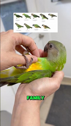 Senegal Parrots make fantastic pets, stay tuned for more!