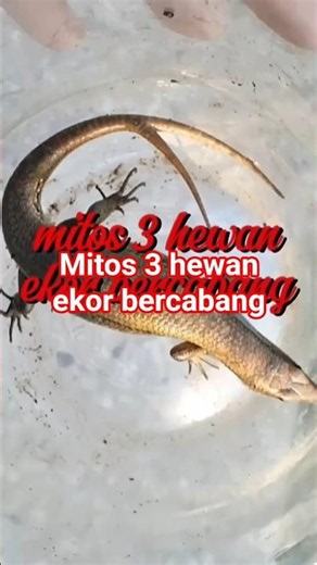 The myth of 3 animals with forked tails.