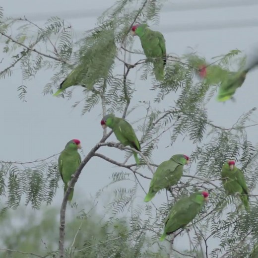 Here's a little green for St. Patrick's Day. The Red-crowned Parrots that gather by the hundreds in the Rio Grande Valley are believed to be a wild population that's globally endangered due to habitat loss. Here's more: http://bit.ly/RedCrownedParrots | Texas Parks and Wildlife