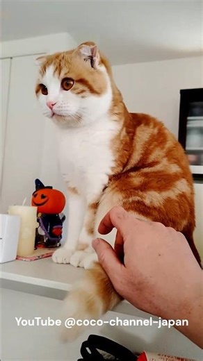COCO on the Kitchen Counter - キッチンカウンターのココ #cat #kitten