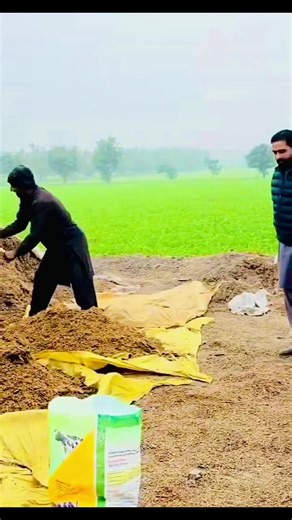 Insights into Dairy Farming at Waqar Bhinder's Farm