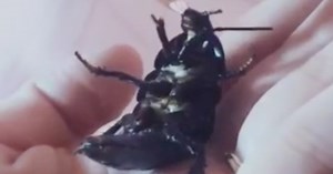 We Never Knew Cockroaches Could Be So Dang Cute