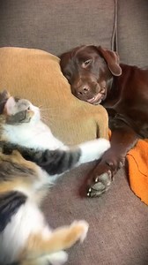 641K views · 8.2K reactions | Lovely Dog & Cat #fyp #dog #Pet #cat #love #foryouシ #animals #reel #virals | Mother cats | Facebook