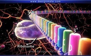 Life Science - Protein synthesis (Translation)