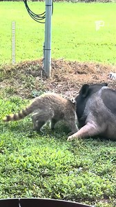 13K views · 422 reactions | SEE HOW TWO EXTREMELY INTELLIGENT BEINGS...