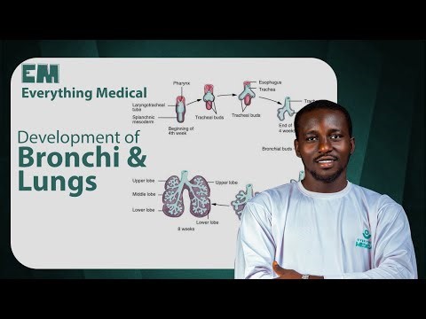 Bronchi and Lungs | EMBRYOLOGY | Made Easy