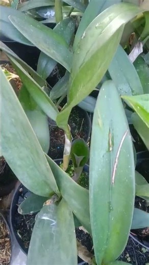 bunga anggrek catleya#tanamanhias#