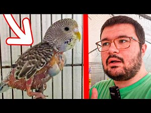 TENGO MUDA FRANCESA EN MI AVIARIO DE PERIQUITOS