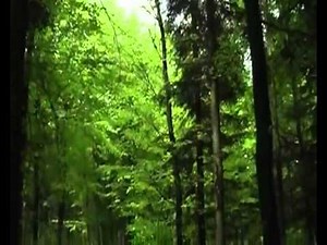 Wald mit Kotzgeräuschen