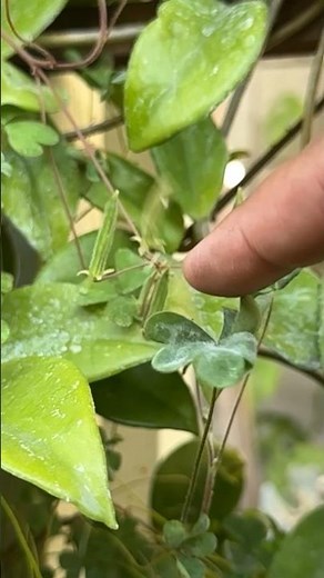Wood Sorrel Exploding Seed Pods #gardening #garden #wonderful