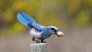 Even small, scattered Florida Scrub-Jay groups are vital to the survival of the species