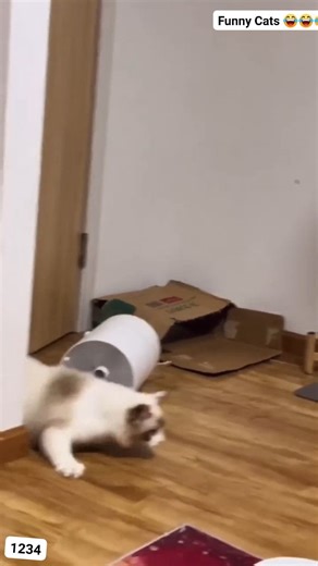 3.8K views · 60 reactions | Cats being Cats #usareeals #cats #FunnyCats #FacebookContentMonetization #funnyanimals #funnyvideos | 1234 | Facebook