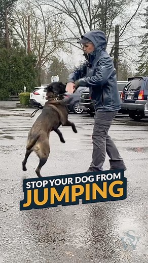 133K views · 815 reactions | Does your dog like to jump on you and your guests? Watch how to stop your dog  from jumping! Want to learn more dog training tips? Click the  in bio  #dogtrainingtips #dogsjumping #dogtraining101 | Shannon Walker Dog Trainer | Facebook