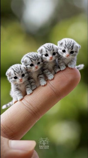 These Tiny Kittens Can Sit on Your Finger! 😭🐾