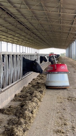 Out on-farm with Lely Juno, doing what it does best - keeping cow feed within easy reach. By pushing feed regularly, the Lely Juno frees dairy farmers from having to push up feed multiple times a day, while still making sure it’s always within the cows’ reach. That’s one less job to worry about, and a bit more time for more important works on the farm. Curious how feed pushing could fit into your setup? Find out more on our website: https://www.lely.com/au/solutions/feeding/juno/ Or have a chat 