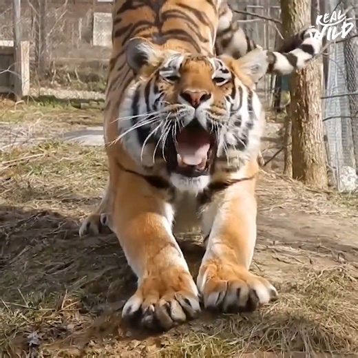 Joe has run the Exotic Feline Rescue Center in Indiana, USA since 1991. With over 200 big cats spanning nine species, he takes in rescues from all over the country who were abused or neglected and gives them a new home where they can live out the rest of their life happily. 🦁 🐯 | Real Wild