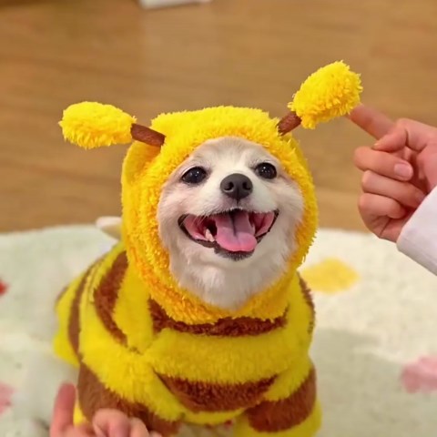 We Love Doodles Dog Shampoo & Dog Detangler Spray Pack - Pet Shampoo & Conditioner for Dogs, Doodle Detangler Spray, Cleans & Moisturizes, Reduces Tangles & Mats, Mango, Total 32 oz