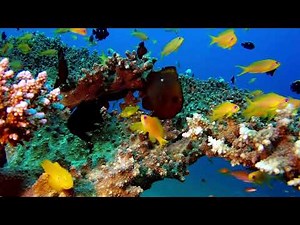4K Underwater Relaxation | Mesmerizing Fish & Ocean Sounds for Deep Calm
