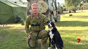 3K views · 3 comments | The Defence Force has been training a group of six explosive detection dogs during Exercise Hamel at Shoalwater Bay. Report on 7 News Central Queensland at 6pm. www.7plus.com.au #7News | 7NEWS Central Queensland | Facebook