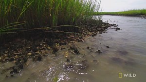 42K views · 75 shares | Did you know: oyster reefs are key in attracting and sustaining a healthy fish population (plus they help clean up the water!) | National Geographic Animals | Facebook