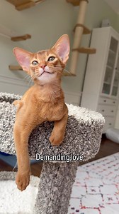 105K views · 5.4K reactions | I can listen to her meows 24/7 凉 Abyssinian kitten meows and chirps #abyssinian #catlover #meow | Barcelona Cat | Facebook