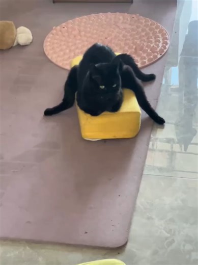 Black cats core 🖤🐾 #BlackCat #CatEdit #CatTok #FunnyCats #PetVibes | cats