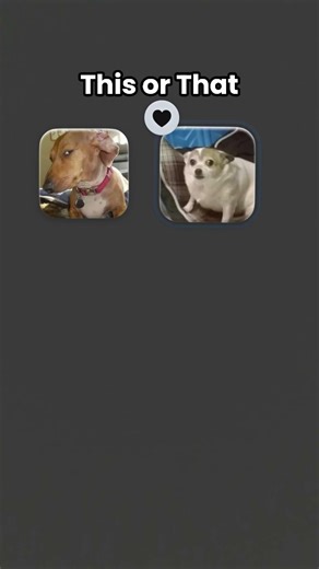 first dog is very cuteee😎☺️☺️