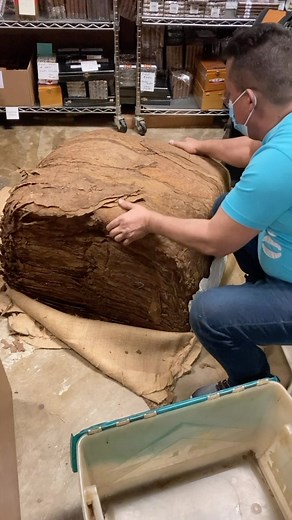 This video shows our Cuban maestro roller Rolando sorting a bale of Seco leaf for cigar rolling- a process that involves separating and sorting the leaves based on their size, color, and texture. The sorting process is essential to ensure the quality and consistency of the tobacco used in the cigars. Rolando emphasizes the importance of inspecting each leaf carefully for imperfections or damage, which can affect the quality of the final product. The process requires meticulous attention to detai