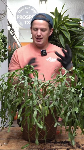 This Christmas cactus (actually a Spring cactus) hadnt been repotted i...