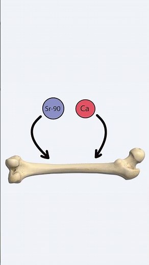 Why Strontium-90 Causes Bone Cancer